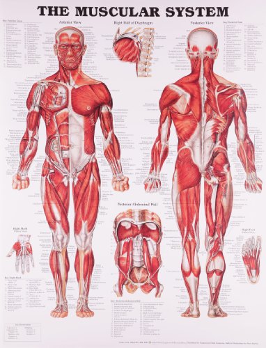 Gráfico anatómico del sistema muscular (idioma español no garantizado)